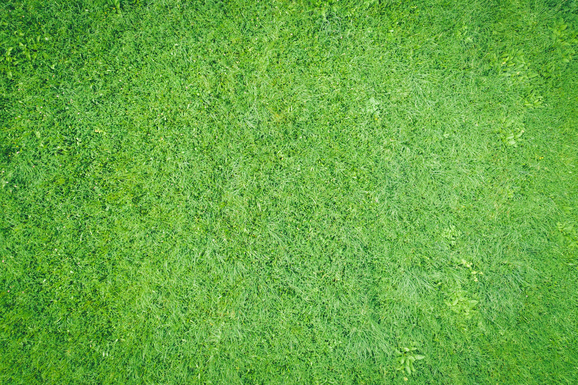 Lush green lawn